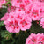 Calliope Pink Flame