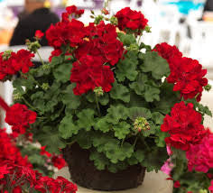 calliope dark red geranium seeds Calliope Dark Red